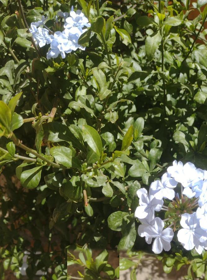 Balcones De Obrajillo Otel Canta Dış mekan fotoğraf
